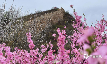 春的气息扑面而来 北京郊区长城桃花遍山盛放