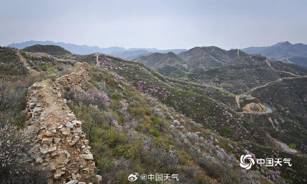 春的气息扑面而来 北京郊区长城桃花遍山盛放