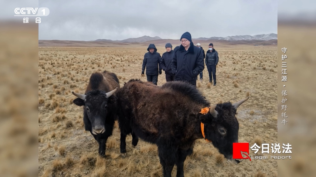 一起车祸牵出两起危害濒危野生动物案，法治为高原生态保驾护航