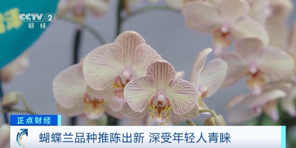 销售淡季不淡 广东蝴蝶兰卖爆了！部分商家月销量达10万株