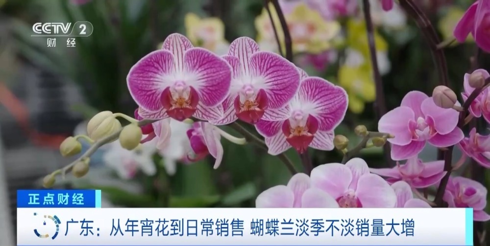 销售淡季不淡 广东蝴蝶兰卖爆了！部分商家月销量达10万株