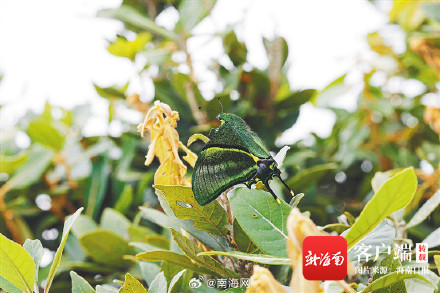 国家一级保护野生动物金斑喙凤蝶再现海南