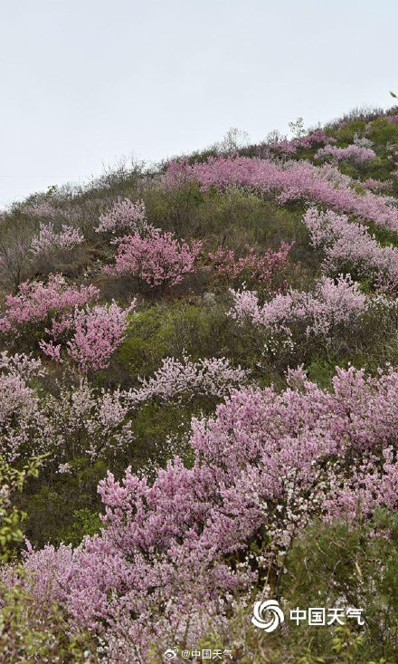 春的气息扑面而来 北京郊区长城桃花遍山盛放