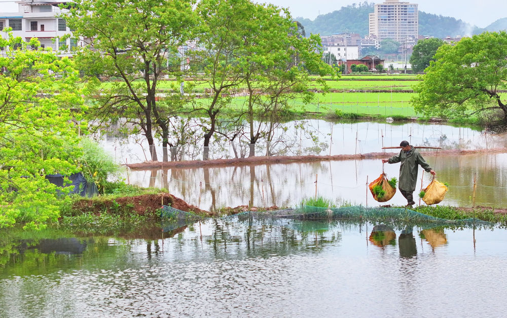 谷雨农忙
