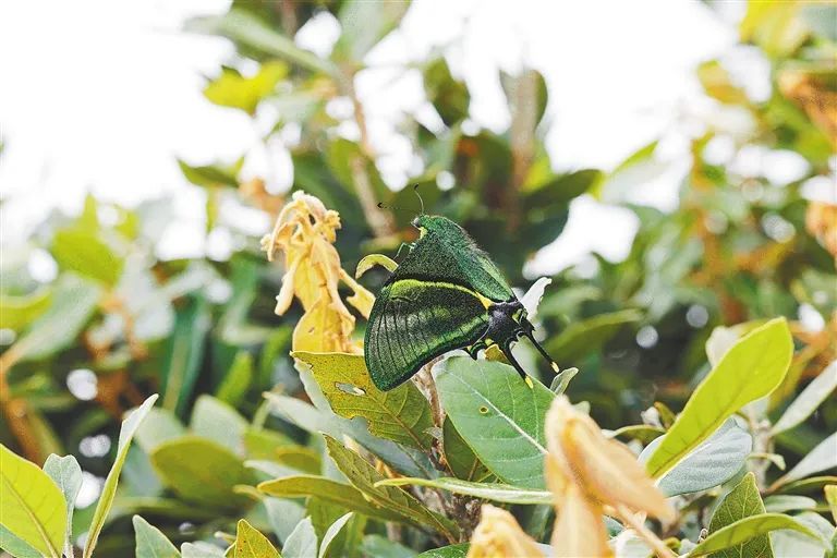 野外生存数量远少于大熊猫!这种名贵蝴蝶再现海南 野外生存数量远少于大熊猫!这种名贵蝴蝶再现海南