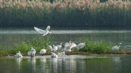 375只!深圳这个地方成黑脸琵鹭全球第三大栖息地 375只!深圳这个地方成黑脸琵鹭全球第三大栖息地