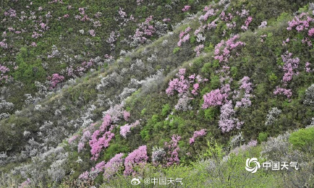 春的气息扑面而来 北京郊区长城桃花遍山盛放