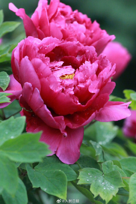 440_660竖版 竖屏