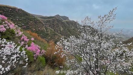 春的气息扑面而来 北京郊区长城桃花遍山盛放