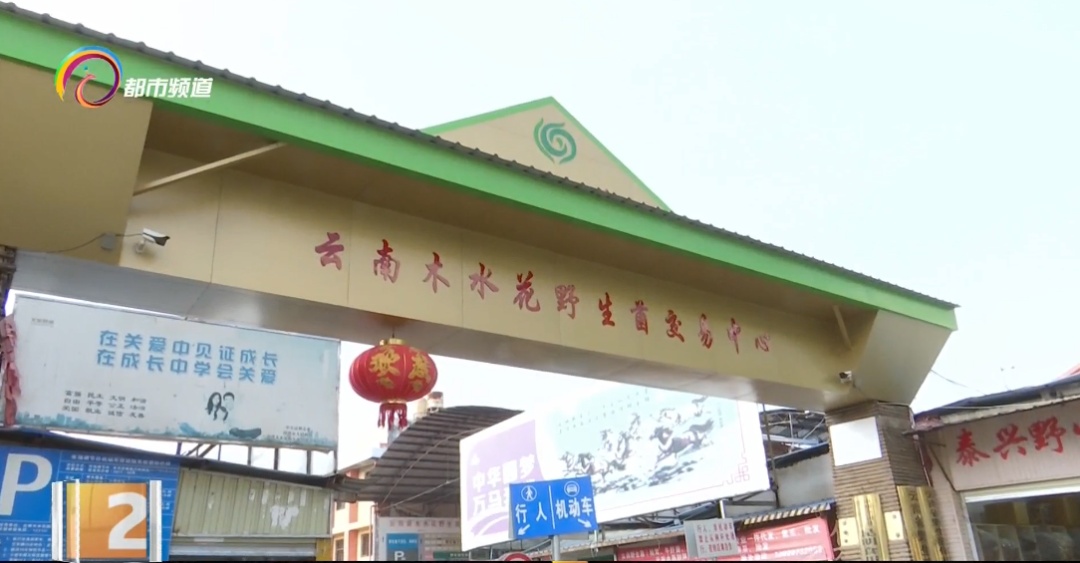 每公斤1000元!云南人爱的这种美味数量多起来了…… 每公斤1000元!云南人爱的这种美味数量多起来了……