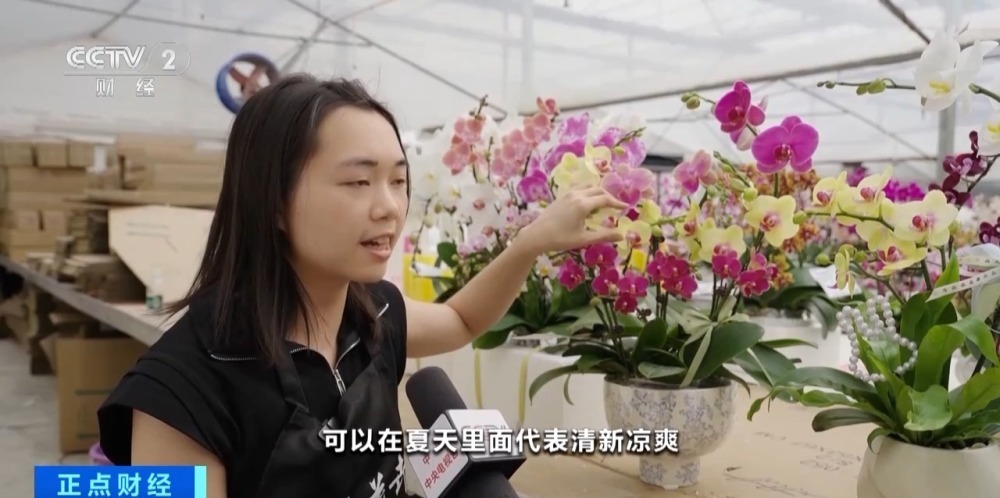 销售淡季不淡 广东蝴蝶兰卖爆了！部分商家月销量达10万株