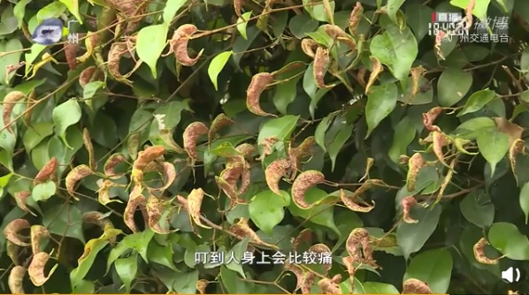 紧急提醒！最近出门少穿这种衣服！