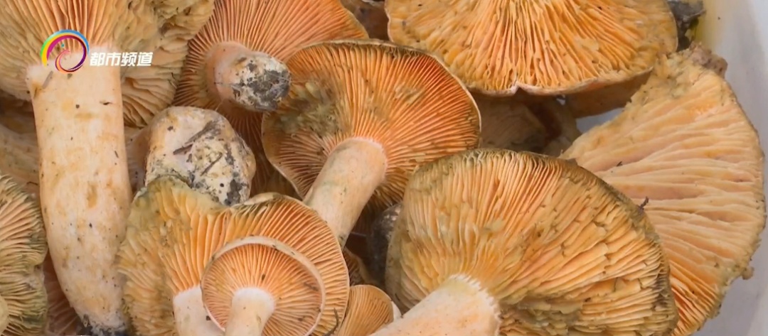 每公斤1000元!云南人爱的这种美味数量多起来了…… 每公斤1000元!云南人爱的这种美味数量多起来了……