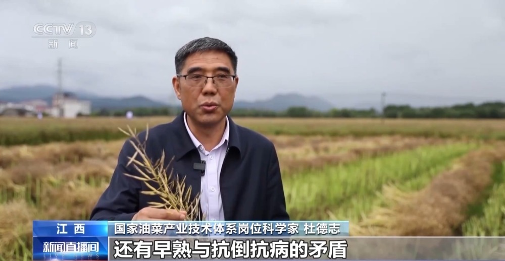 最短生育期仅约130天 我国油菜新品种创三熟制模式下产量新纪录 最短生育期仅约130天 我国油菜新品种创三熟制模式下产量新纪录