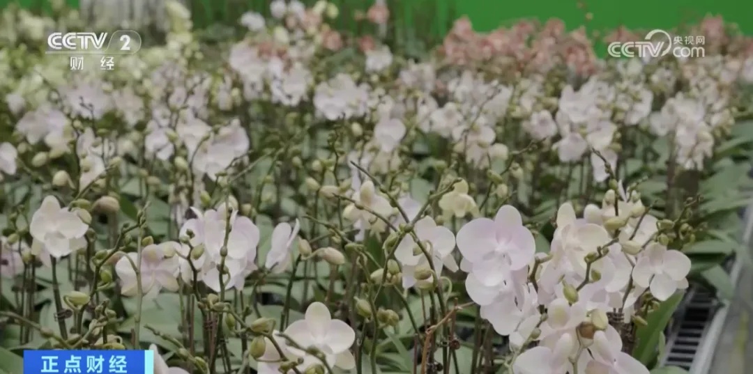 太火爆！它，销量大增→