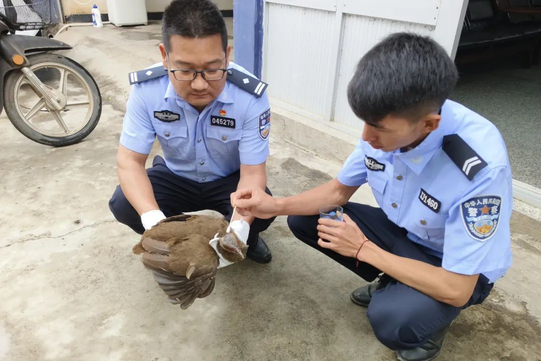 受伤白鹇落人家，奶孙二人暖心救助