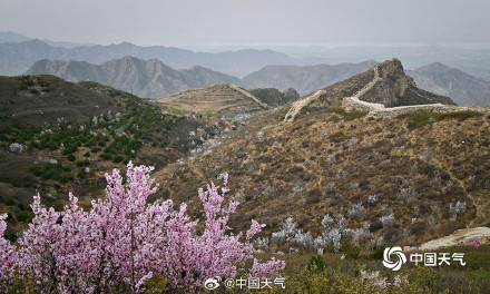 春的气息扑面而来 北京郊区长城桃花遍山盛放
