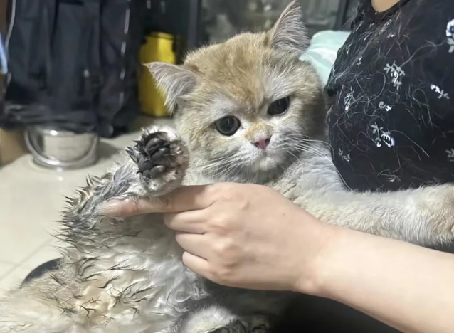 你的猫,在试图“自取灭亡”! 你的猫,在试图“自取灭亡”!