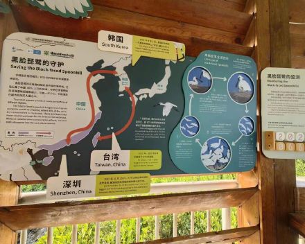 375只!深圳这个地方成黑脸琵鹭全球第三大栖息地 375只!深圳这个地方成黑脸琵鹭全球第三大栖息地