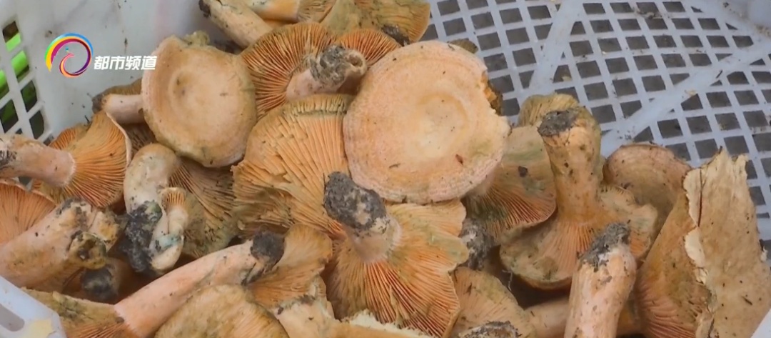 每公斤1000元!云南人爱的这种美味数量多起来了…… 每公斤1000元!云南人爱的这种美味数量多起来了……