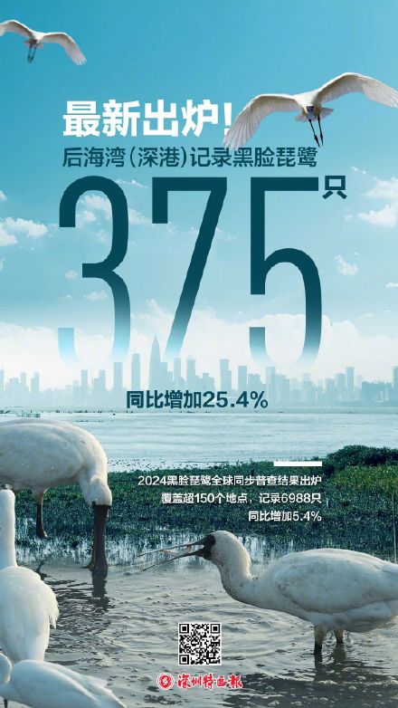 375只!深圳这个地方成黑脸琵鹭全球第三大栖息地 375只!深圳这个地方成黑脸琵鹭全球第三大栖息地