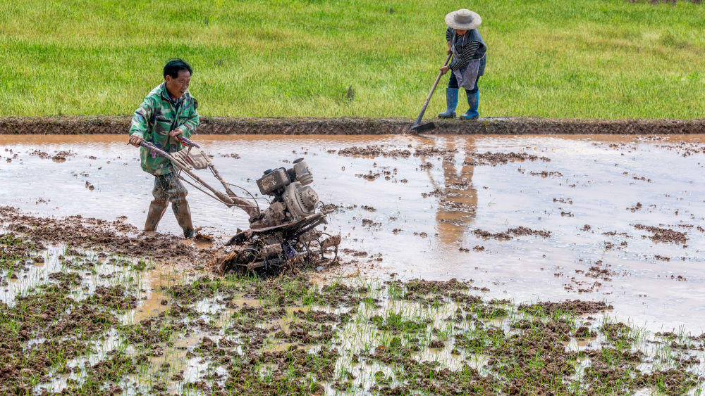 谷雨农忙
