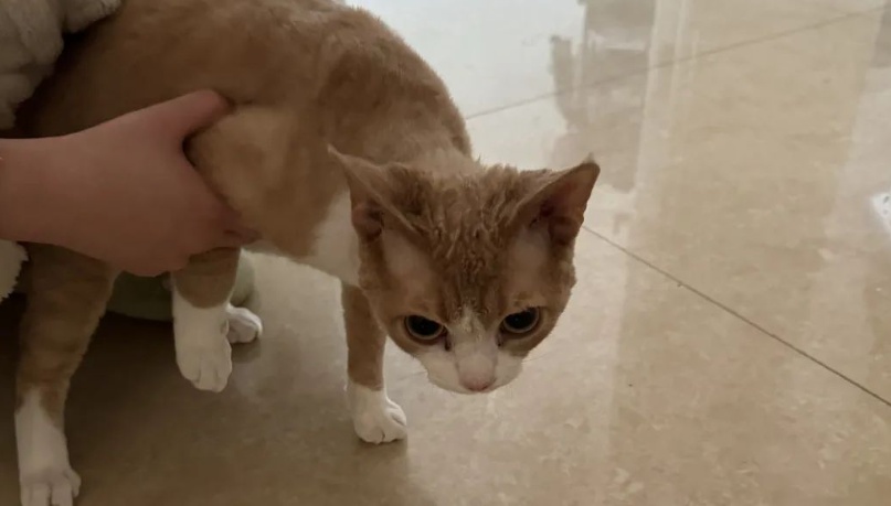 你的猫,在试图“自取灭亡”! 你的猫,在试图“自取灭亡”!