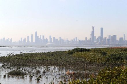 375只!深圳这个地方成黑脸琵鹭全球第三大栖息地 375只!深圳这个地方成黑脸琵鹭全球第三大栖息地