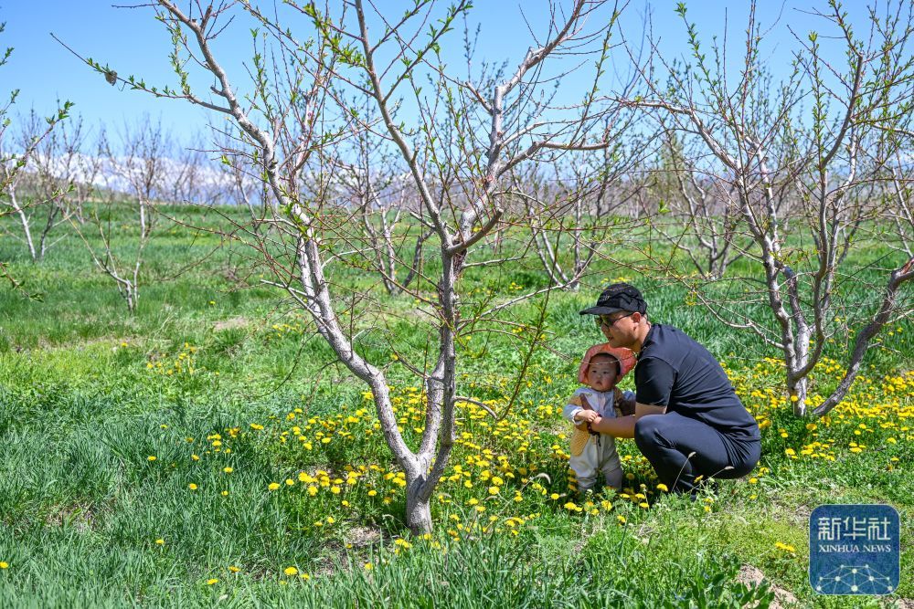 新疆霍尔果斯:桃花盛开引客来 新疆霍尔果斯:桃花盛开引客来