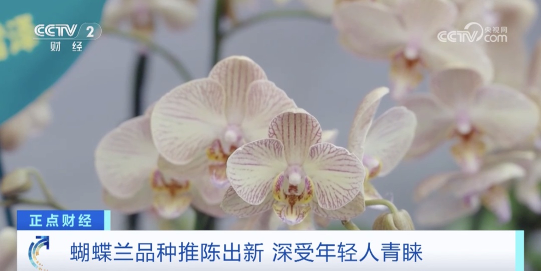 淡季销量也不减？从年初火到现在！年轻人的“新宠”→