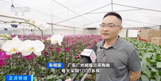 淡季“逆袭”！广东这种花正被年轻人“疯抢”→