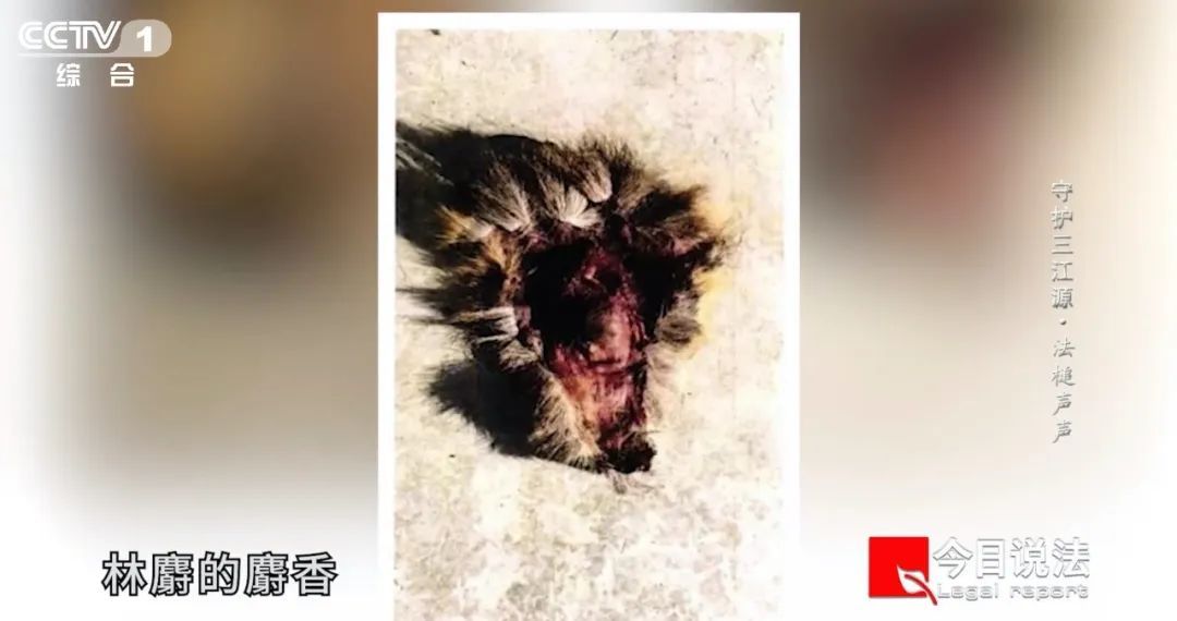 法院审理非法买卖麝香、采挖黑土、制作野生动物标本案，以案释法传播生态保护理念