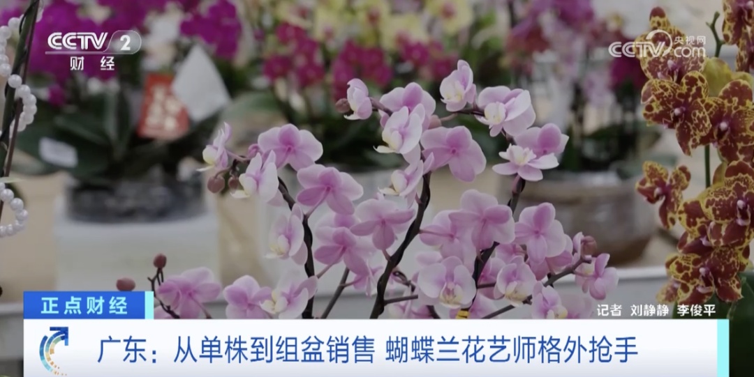 淡季“逆袭”！广东这种花正被年轻人“疯抢”→