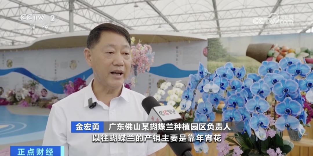 淡季“逆袭”！广东这种花正被年轻人“疯抢”→