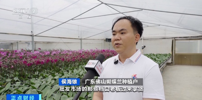 淡季“逆袭”！广东这种花正被年轻人“疯抢”→