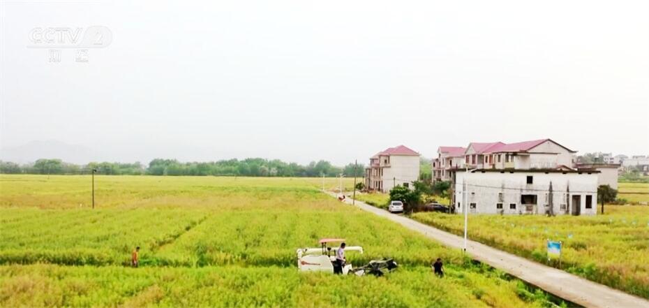 油菜短生育期新品种喜获丰收 “小种子”激活增粮扩油保供“新引擎” 油菜短生育期新品种喜获丰收 “小种子”激活增粮扩油保供“新引擎”