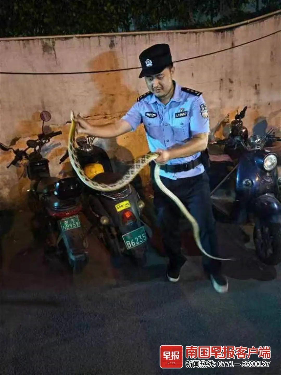 南宁一单位大院惊现大蛇,竟是国家二级保护动物 南宁一单位大院惊现大蛇,竟是国家二级保护动物