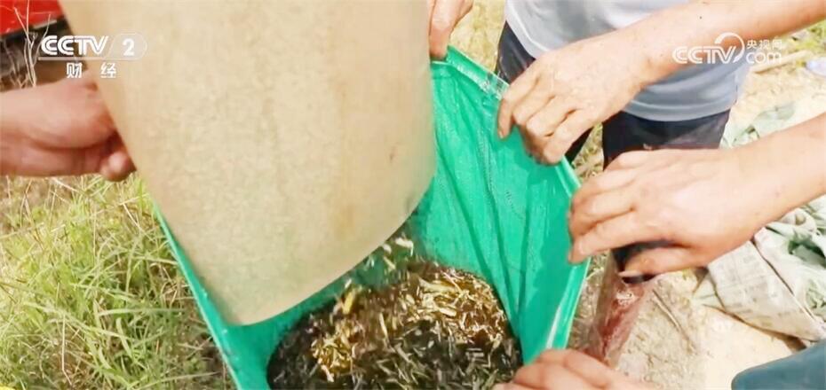 油菜短生育期新品种喜获丰收 “小种子”激活增粮扩油保供“新引擎” 油菜短生育期新品种喜获丰收 “小种子”激活增粮扩油保供“新引擎”