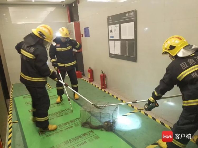 长约2米!海口一小区地下车库惊现眼镜蛇 长约2米!海口一小区地下车库惊现眼镜蛇