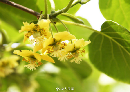 猕猴桃花原来长这样