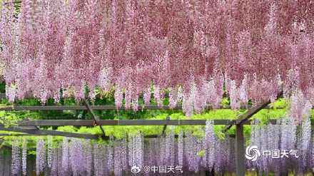 满屏粉紫色 北京玉渊潭紫藤花梦幻上线