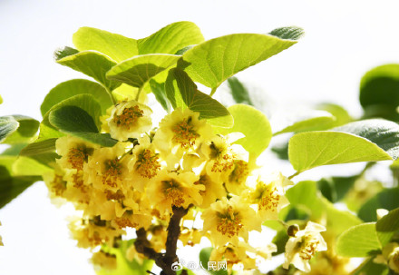 猕猴桃花原来长这样