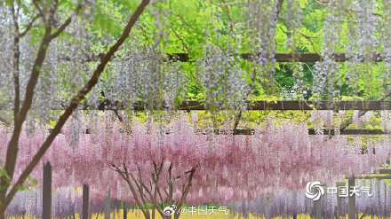 满屏粉紫色 北京玉渊潭紫藤花梦幻上线