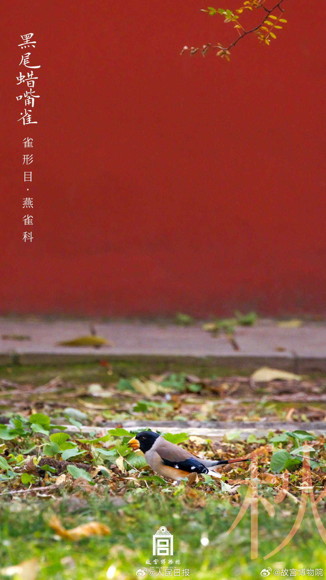 世界地球日,看故宫的鸟儿千姿百态 世界地球日,看故宫的鸟儿千姿百态