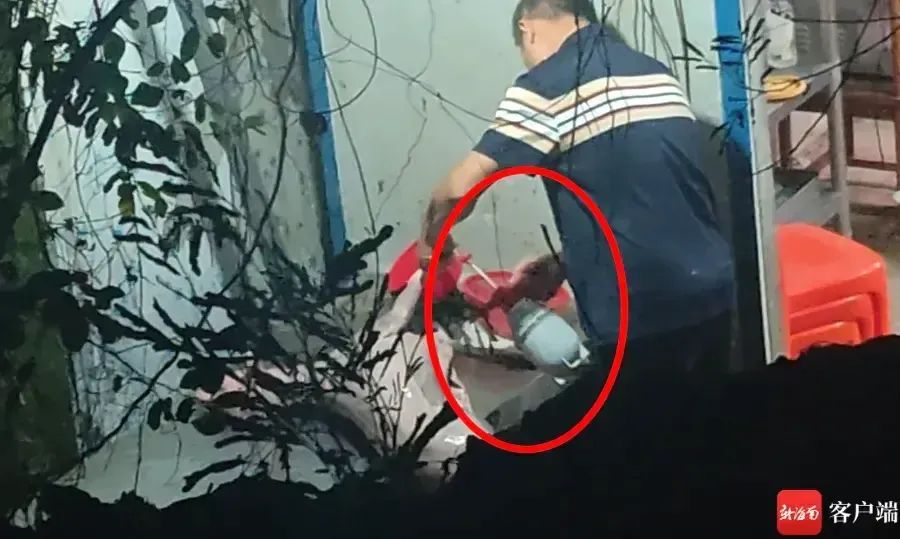 白羊用墨水染成“黑山羊”！海口市场监管部门已介入