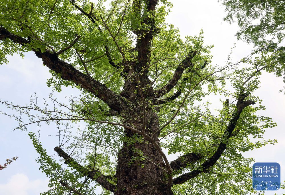 余姚鹿亭：特色生态产业助富百姓