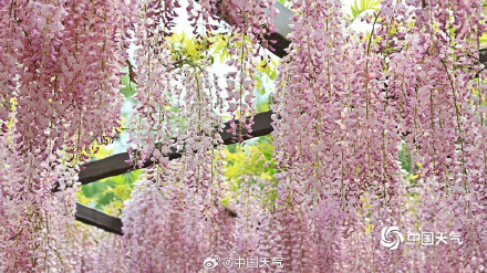 满屏粉紫色 北京玉渊潭紫藤花梦幻上线