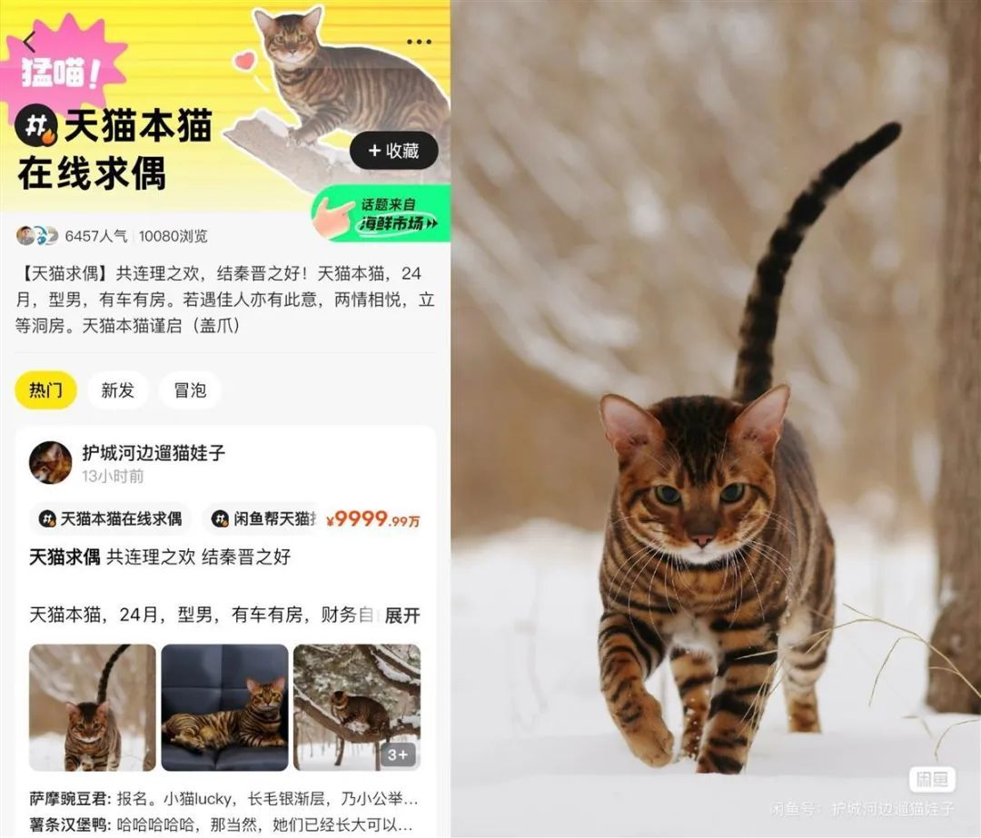 “出身名门、有车有房”,霸总猫咪相亲,引上万网友围观 “出身名门、有车有房”,霸总猫咪相亲,引上万网友围观