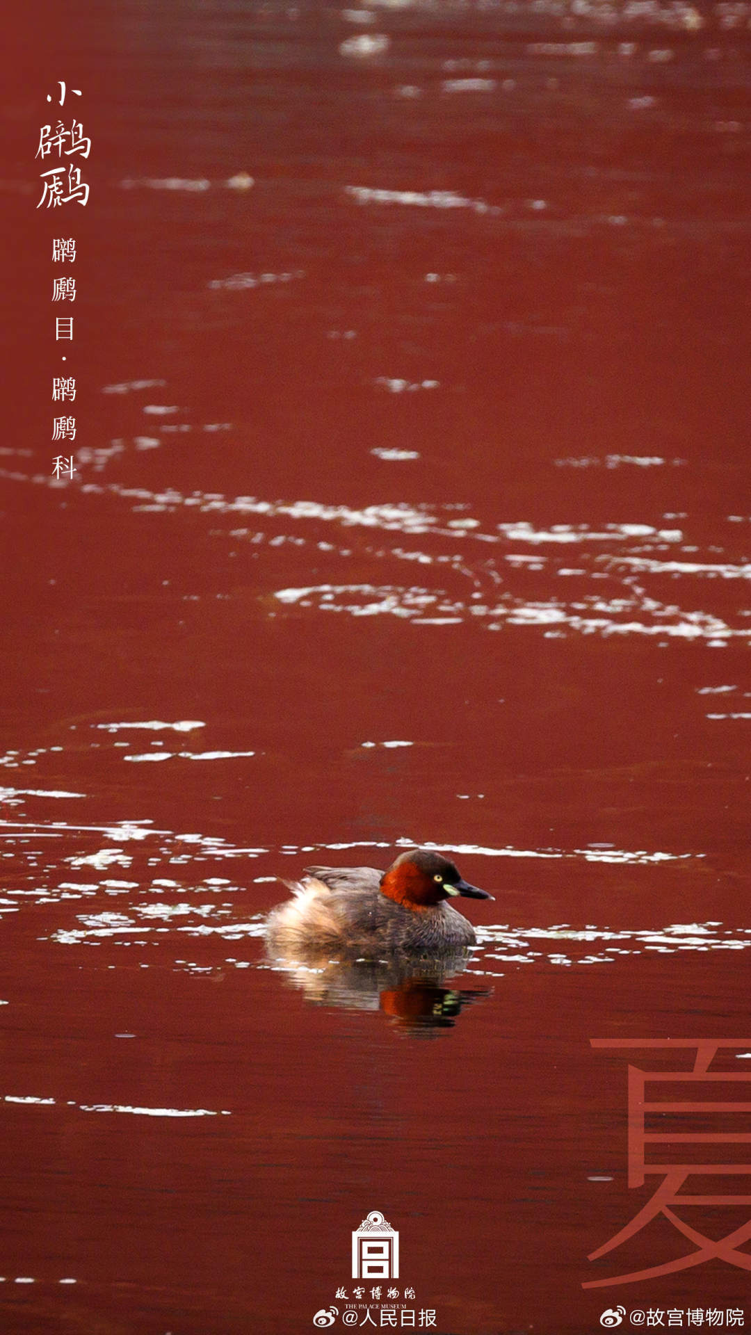 世界地球日,看故宫的鸟儿千姿百态 世界地球日,看故宫的鸟儿千姿百态