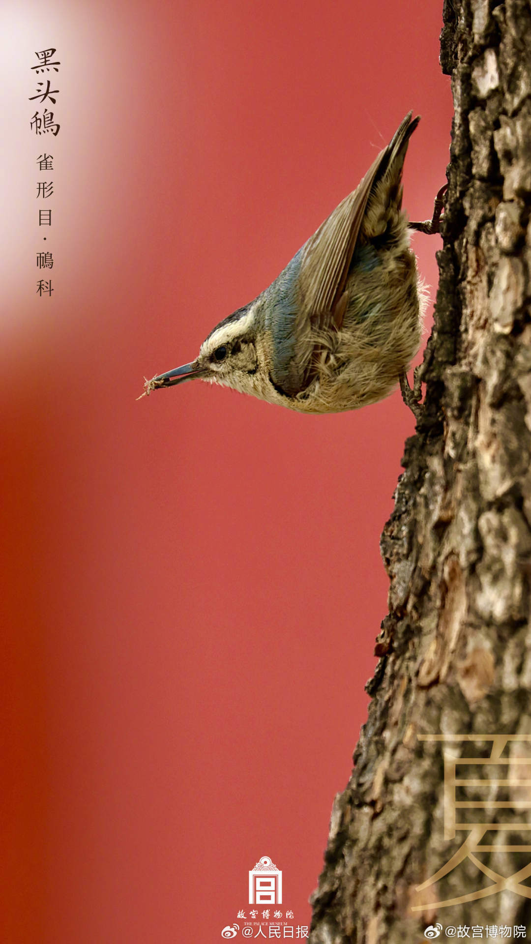 世界地球日,看故宫的鸟儿千姿百态 世界地球日,看故宫的鸟儿千姿百态